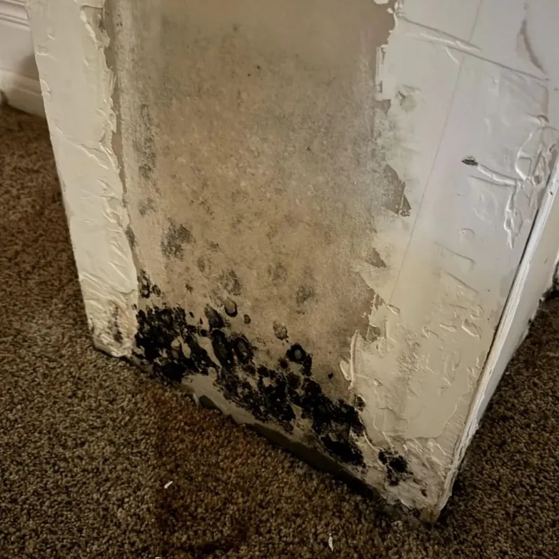 Professional Mold Removal in Buffalo, MO